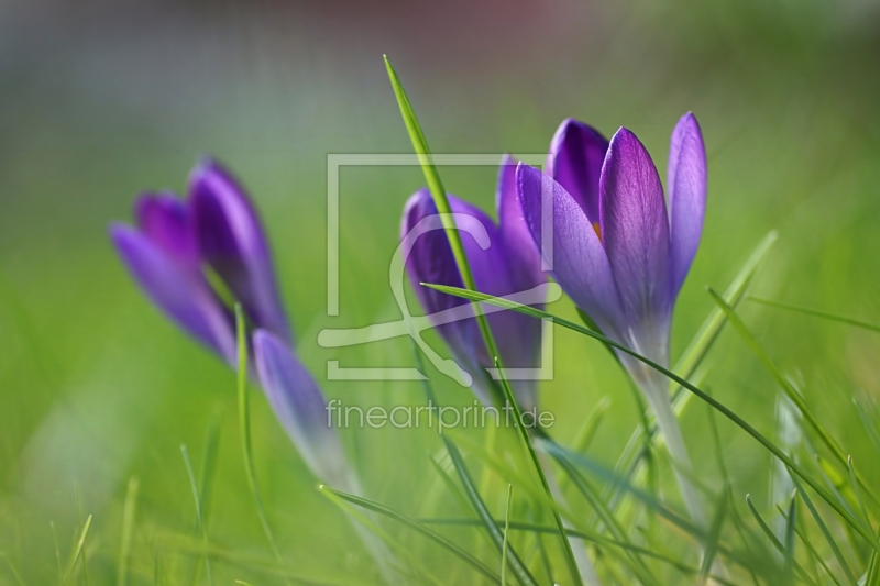 frei wählbarer Bildausschnitt für Ihr Bild auf Leinwand
