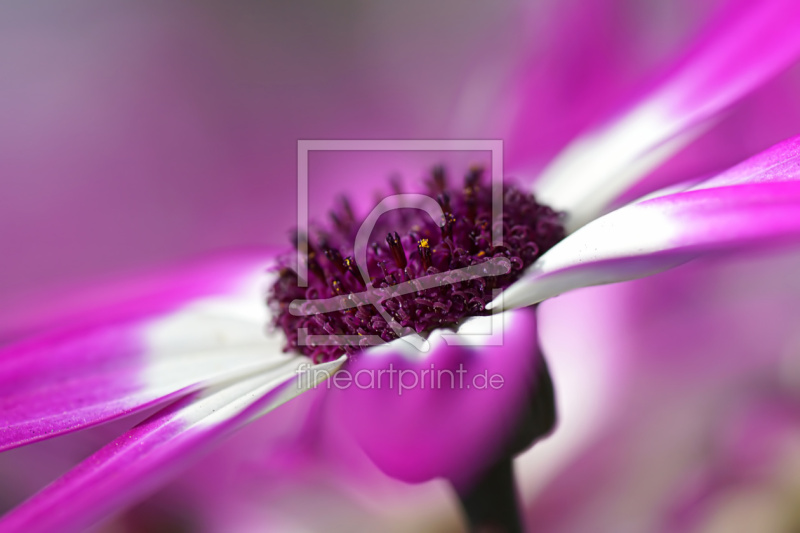 frei wählbarer Bildausschnitt für Ihr Bild auf Leinwand