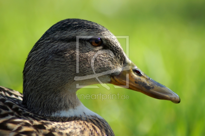 frei wählbarer Bildausschnitt für Ihr Bild auf Leinwand
