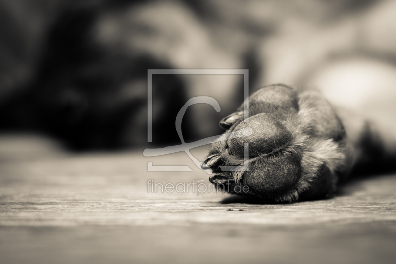 frei wählbarer Bildausschnitt für Ihr Bild auf Leinwand