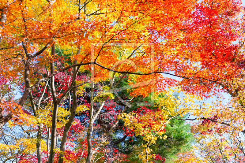 frei wählbarer Bildausschnitt für Ihr Bild auf Leinwand