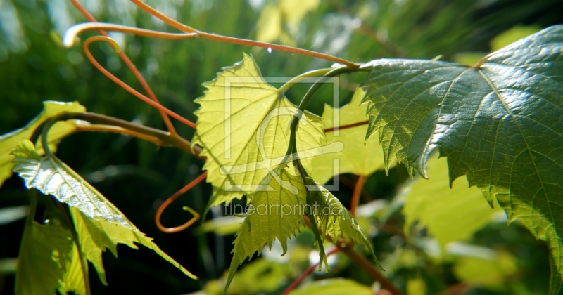 frei wählbarer Bildausschnitt für Ihr Bild auf Leinwand