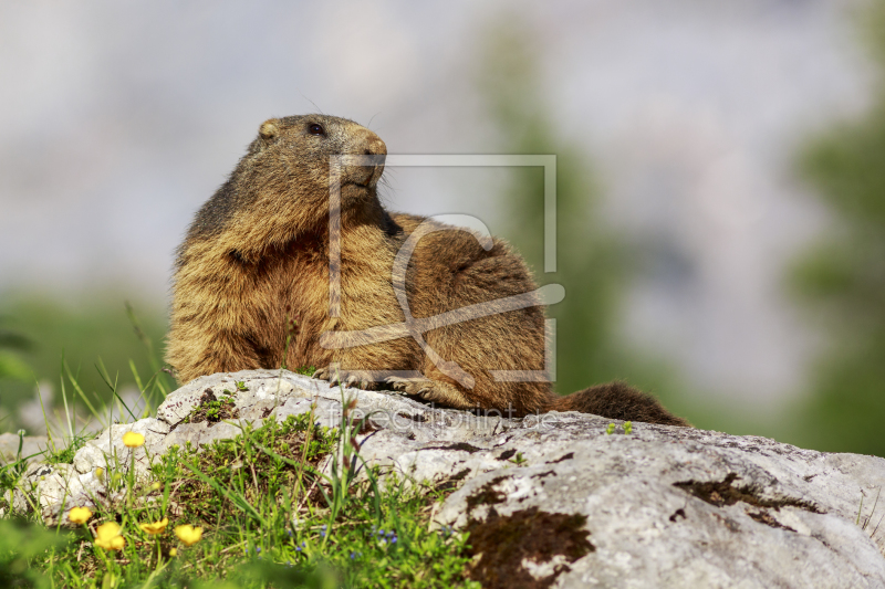 frei wählbarer Bildausschnitt für Ihr Bild auf Leinwand