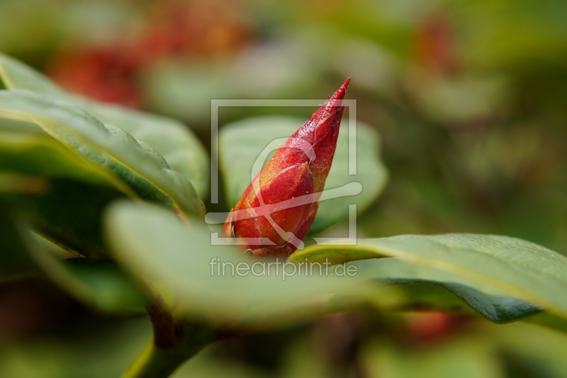 frei wählbarer Bildausschnitt für Ihr Bild auf Leinwand