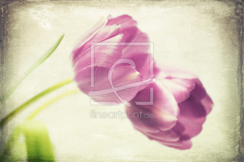 frei wählbarer Bildausschnitt für Ihr Bild auf Leinwand