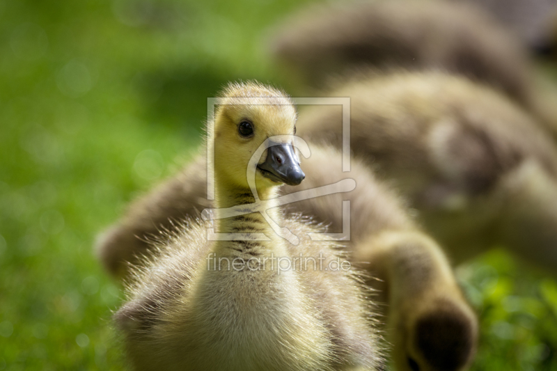 frei wählbarer Bildausschnitt für Ihr Bild auf Leinwand