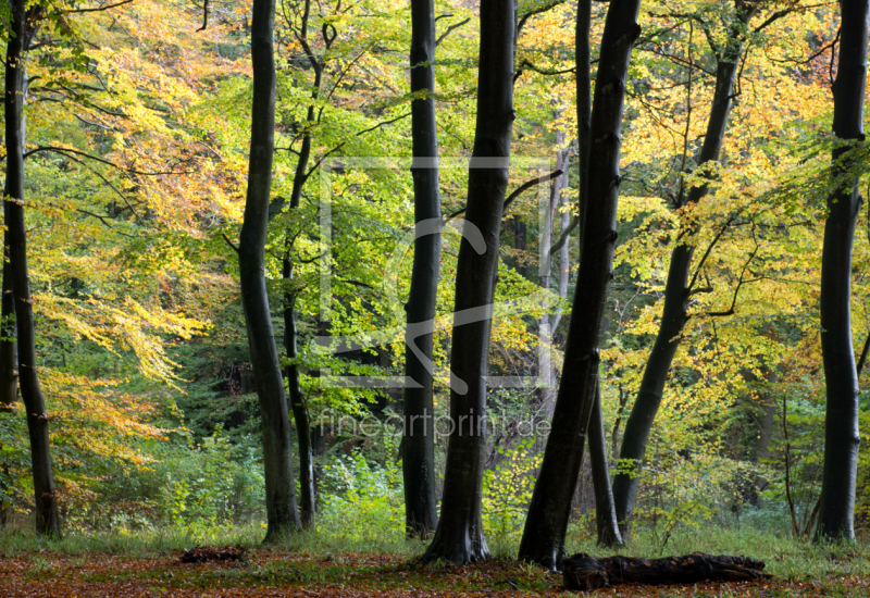 frei wählbarer Bildausschnitt für Ihr Bild auf Leinwand