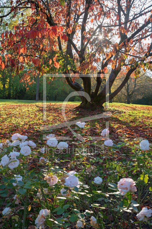 frei wählbarer Bildausschnitt für Ihr Bild auf Leinwand