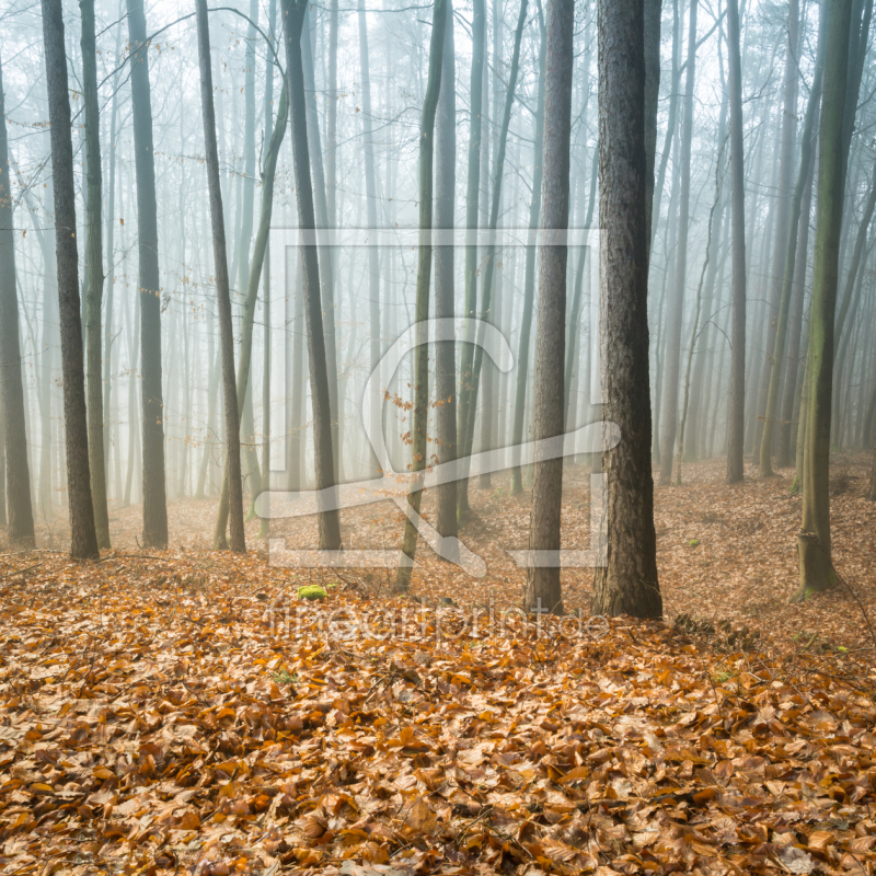 frei wählbarer Bildausschnitt für Ihr Bild auf Leinwand