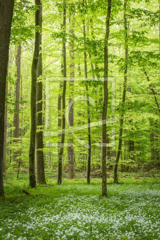 frei wählbarer Bildausschnitt für Ihr Bild auf Leinwand