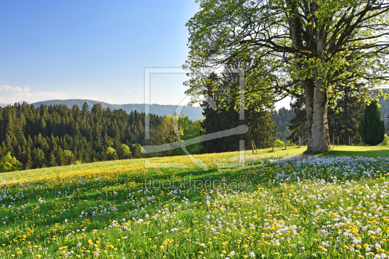 frei wählbarer Bildausschnitt für Ihr Bild auf Leinwand