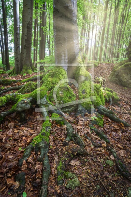 frei wählbarer Bildausschnitt für Ihr Bild auf Leinwand