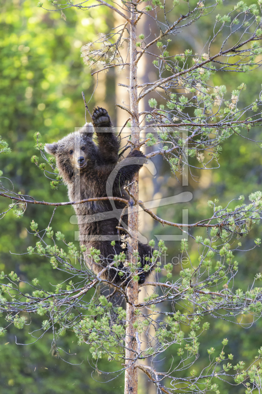 frei wählbarer Bildausschnitt für Ihr Bild auf Leinwand