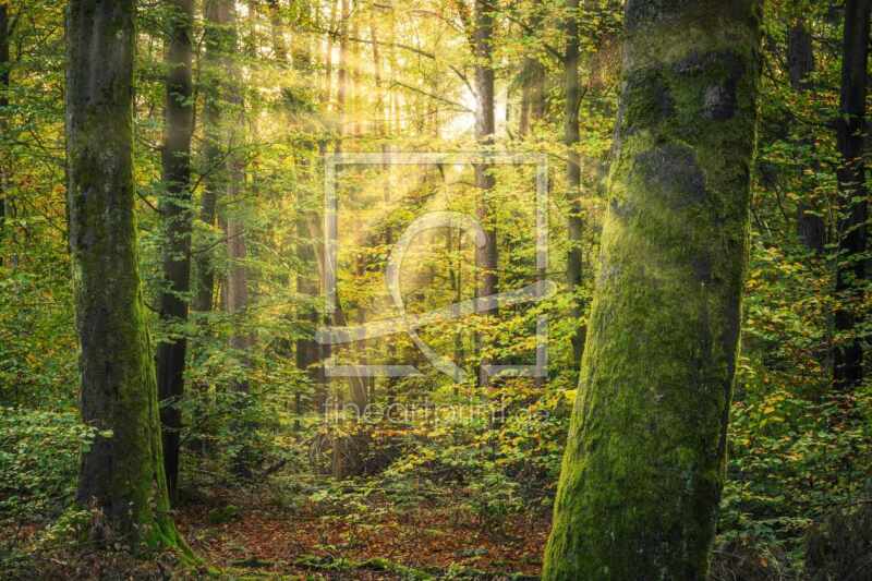 frei wählbarer Bildausschnitt für Ihr Bild auf Leinwand