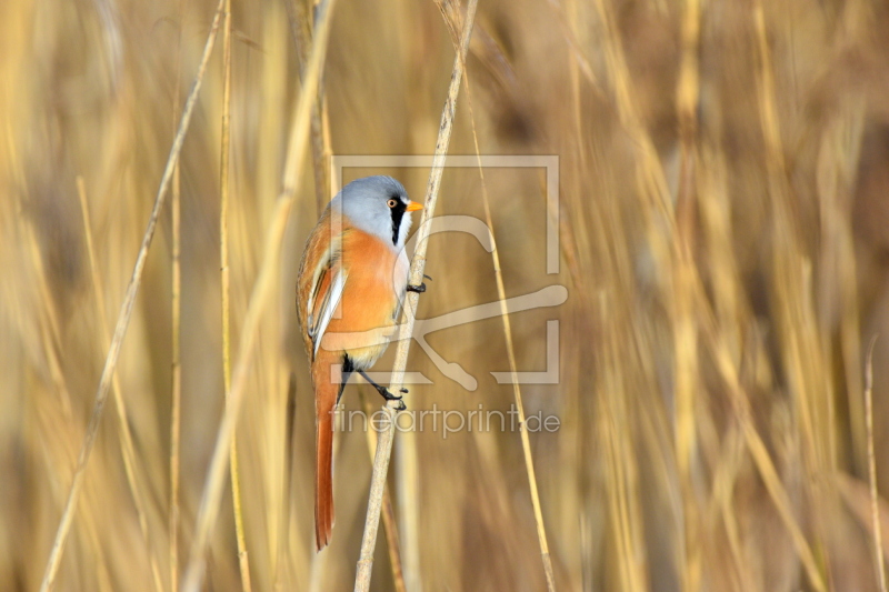 frei wählbarer Bildausschnitt für Ihr Bild auf Leinwand