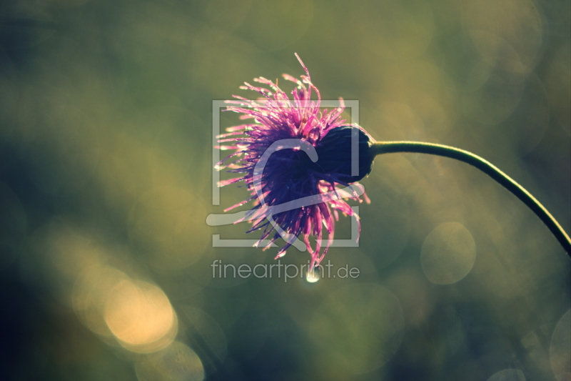 frei wählbarer Bildausschnitt für Ihr Bild auf Leinwand