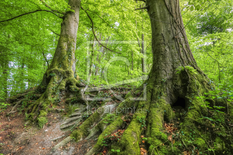 frei wählbarer Bildausschnitt für Ihr Bild auf Leinwand