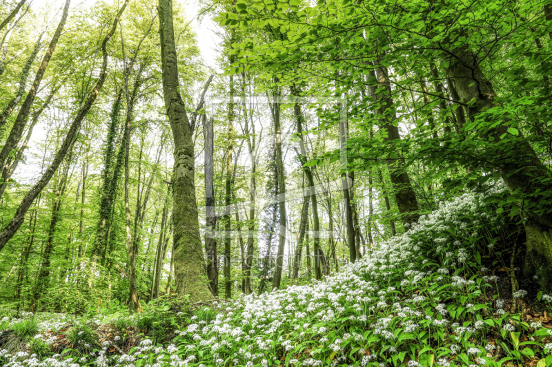 frei wählbarer Bildausschnitt für Ihr Bild auf Leinwand