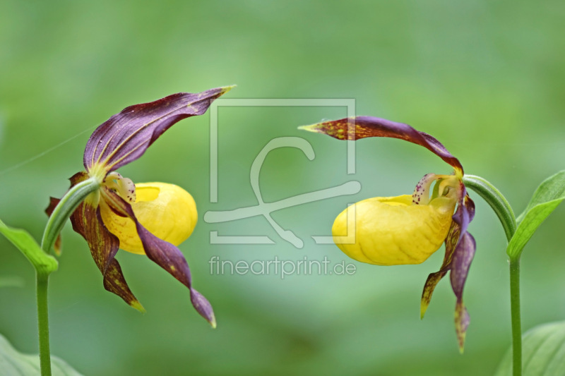 frei wählbarer Bildausschnitt für Ihr Bild auf Leinwand