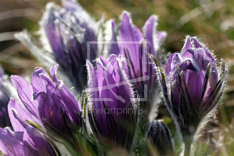 frei wählbarer Bildausschnitt für Ihr Bild auf Leinwand
