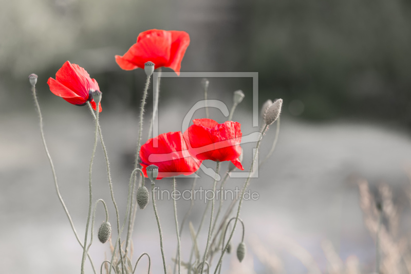 frei wählbarer Bildausschnitt für Ihr Bild auf Leinwand