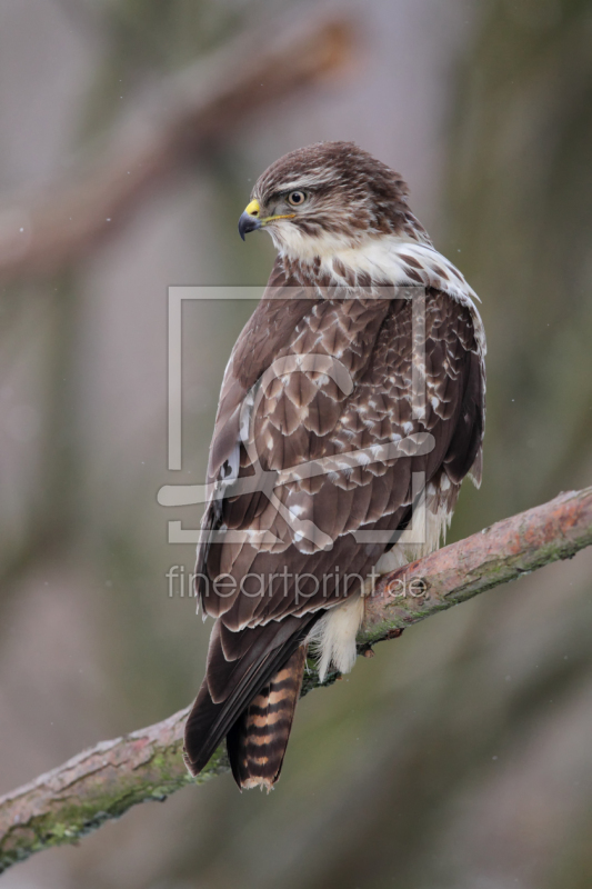 frei wählbarer Bildausschnitt für Ihr Bild auf Leinwand