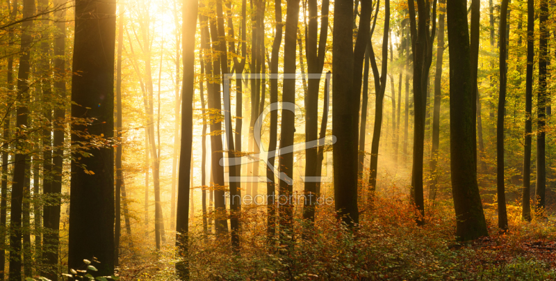 frei wählbarer Bildausschnitt für Ihr Bild auf Leinwand