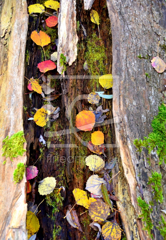 frei wählbarer Bildausschnitt für Ihr Bild auf Leinwand