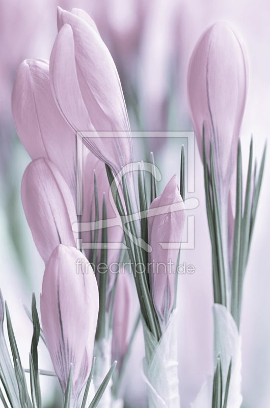 frei wählbarer Bildausschnitt für Ihr Bild auf Leinwand