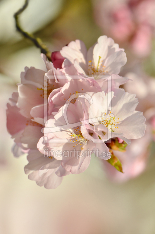 frei wählbarer Bildausschnitt für Ihr Bild auf Leinwand