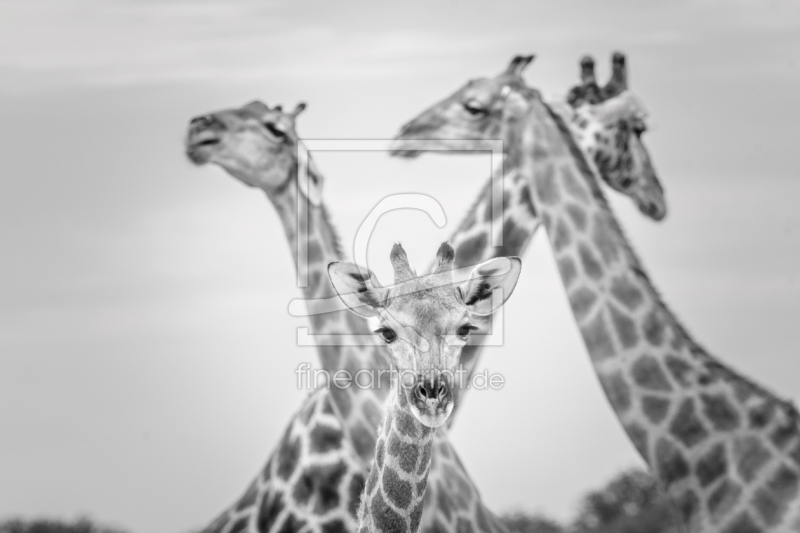 frei wählbarer Bildausschnitt für Ihr Bild auf Leinwand