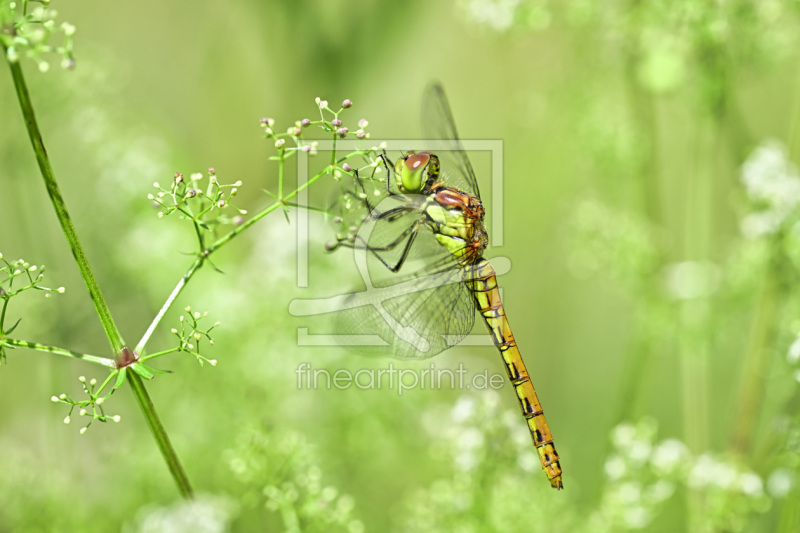 frei wählbarer Bildausschnitt für Ihr Bild auf Leinwand