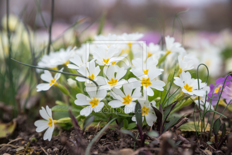 frei wählbarer Bildausschnitt für Ihr Bild auf Leinwand