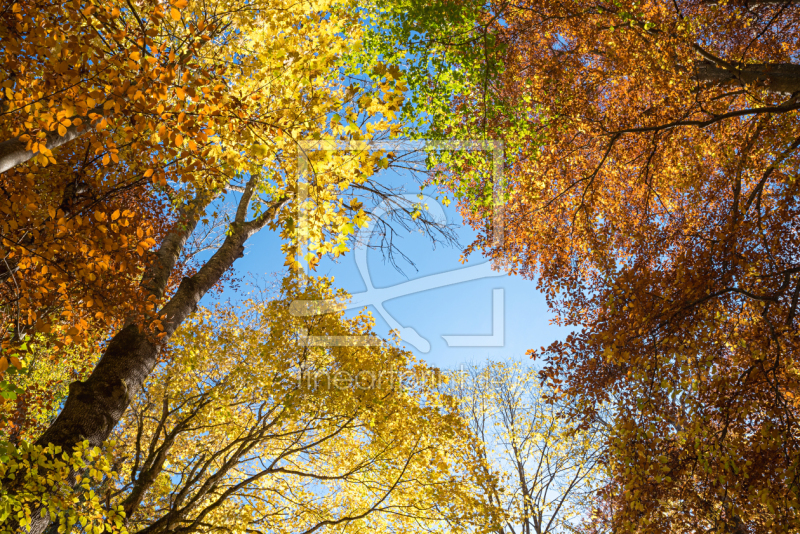 frei wählbarer Bildausschnitt für Ihr Bild auf Leinwand