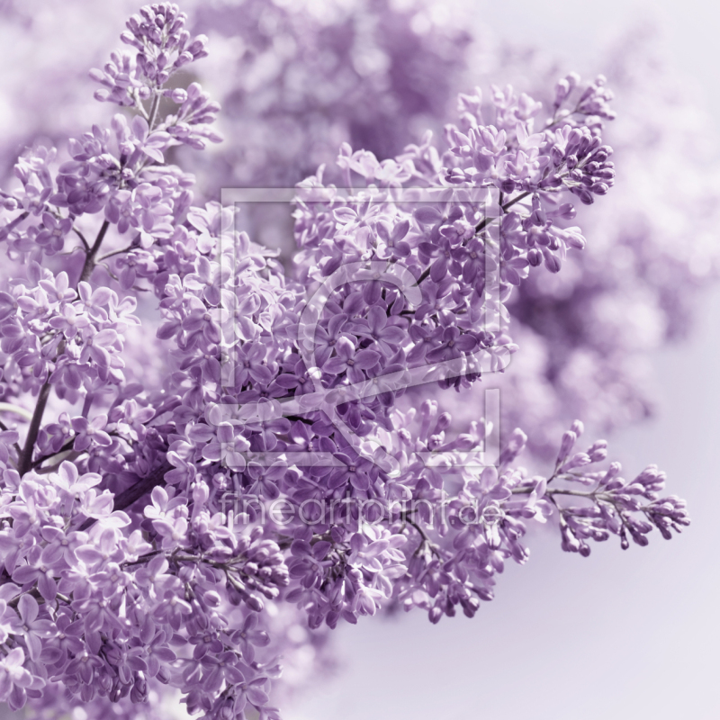 frei wählbarer Bildausschnitt für Ihr Bild auf Leinwand