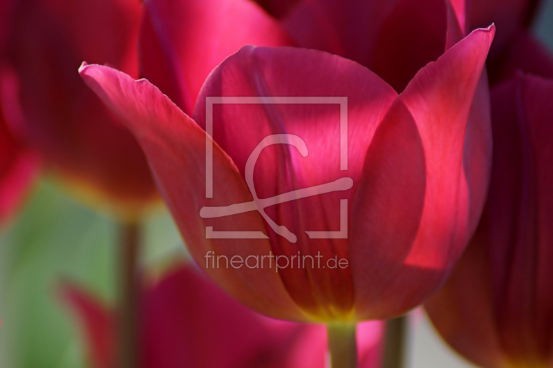 frei wählbarer Bildausschnitt für Ihr Bild auf Leinwand