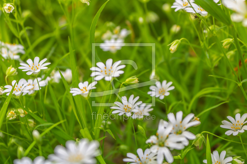 frei wählbarer Bildausschnitt für Ihr Bild auf Leinwand