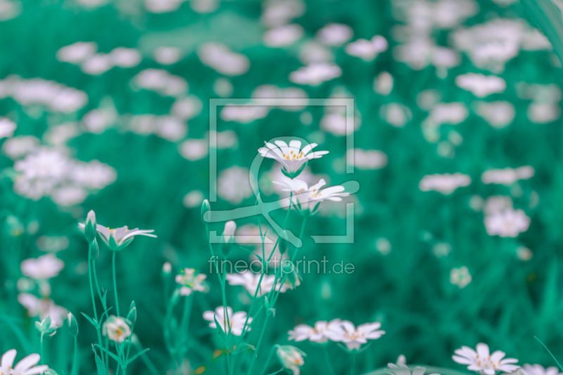 frei wählbarer Bildausschnitt für Ihr Bild auf Leinwand