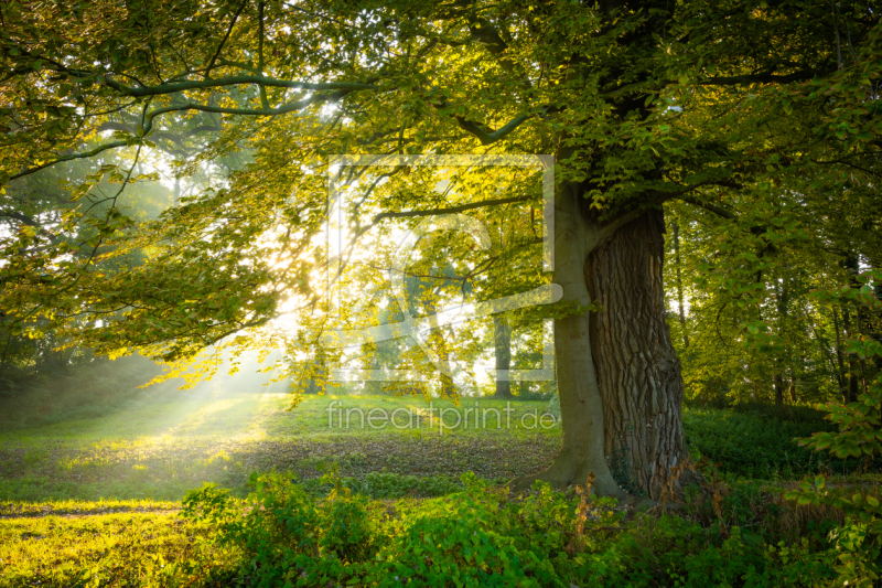 frei wählbarer Bildausschnitt für Ihr Bild auf Leinwand