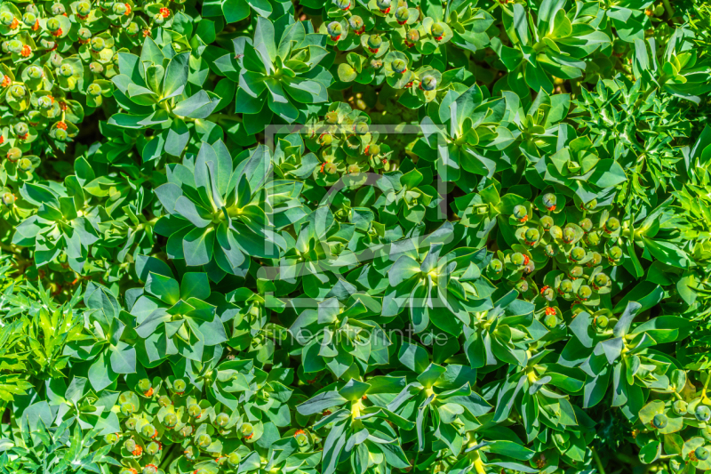 frei wählbarer Bildausschnitt für Ihr Bild auf Leinwand