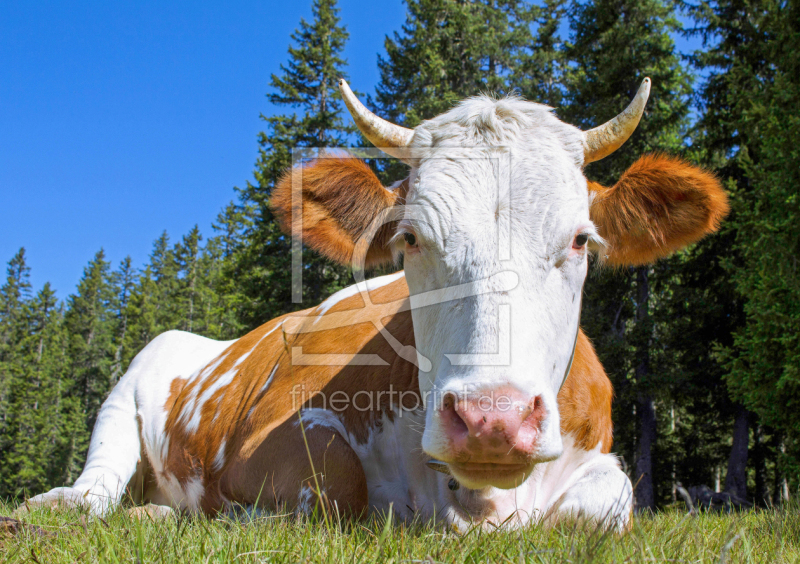 frei wählbarer Bildausschnitt für Ihr Bild auf Leinwand