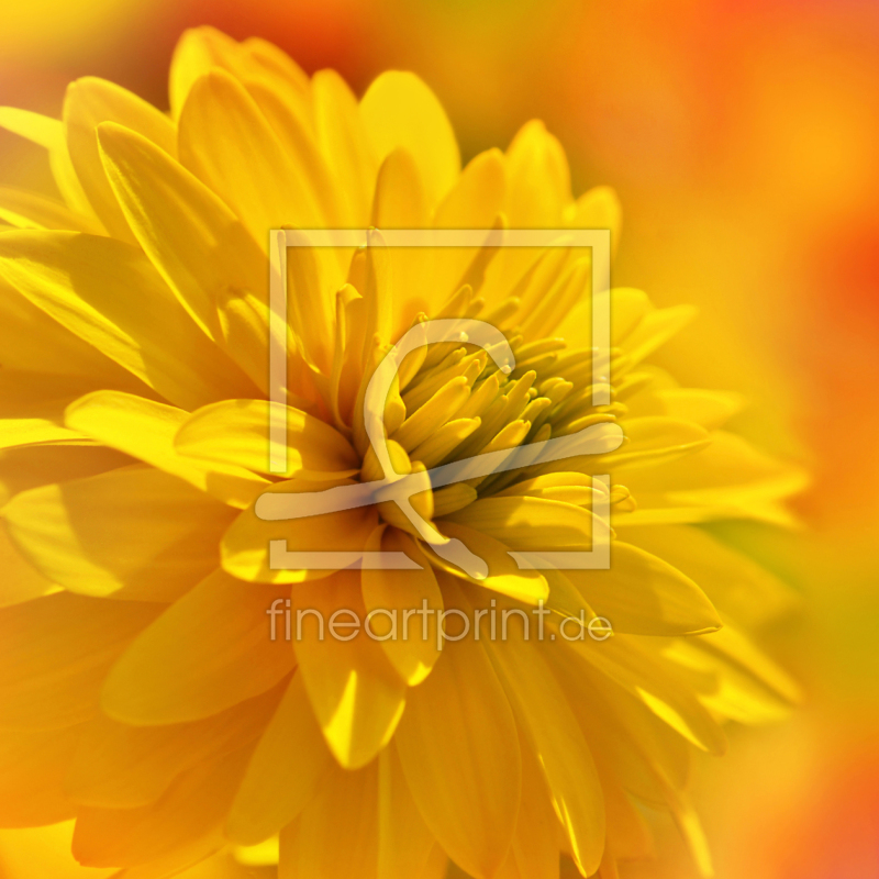 frei wählbarer Bildausschnitt für Ihr Bild auf Leinwand