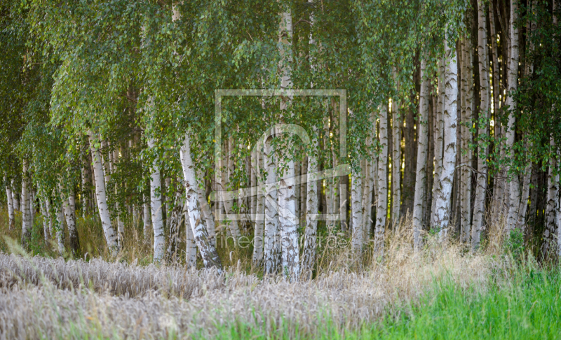 frei wählbarer Bildausschnitt für Ihr Bild auf Leinwand