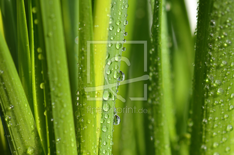 frei wählbarer Bildausschnitt für Ihr Bild auf Leinwand