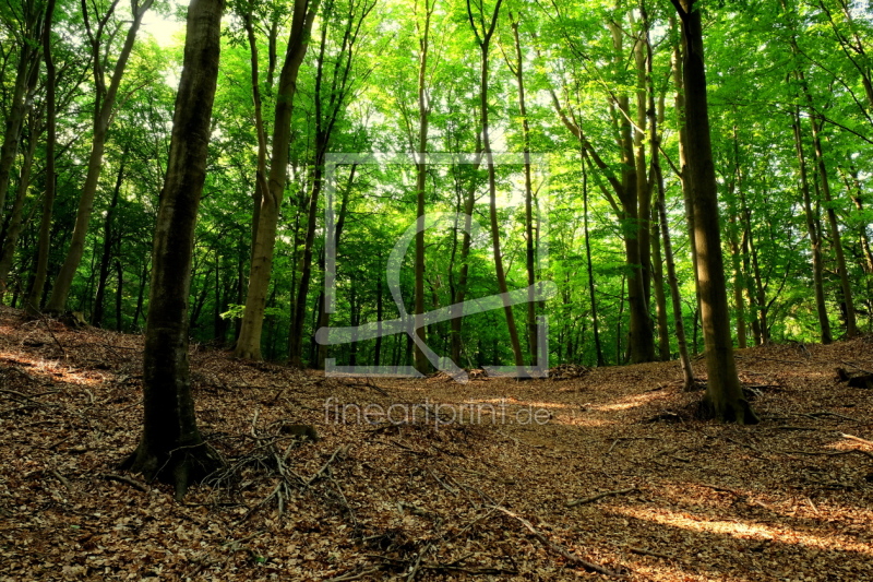 frei wählbarer Bildausschnitt für Ihr Bild auf Leinwand