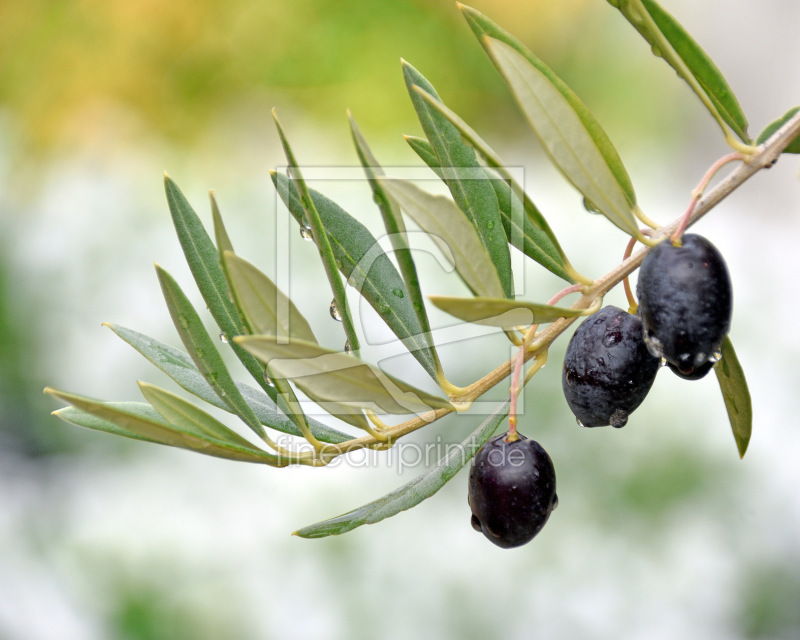 frei wählbarer Bildausschnitt für Ihr Bild auf Leinwand