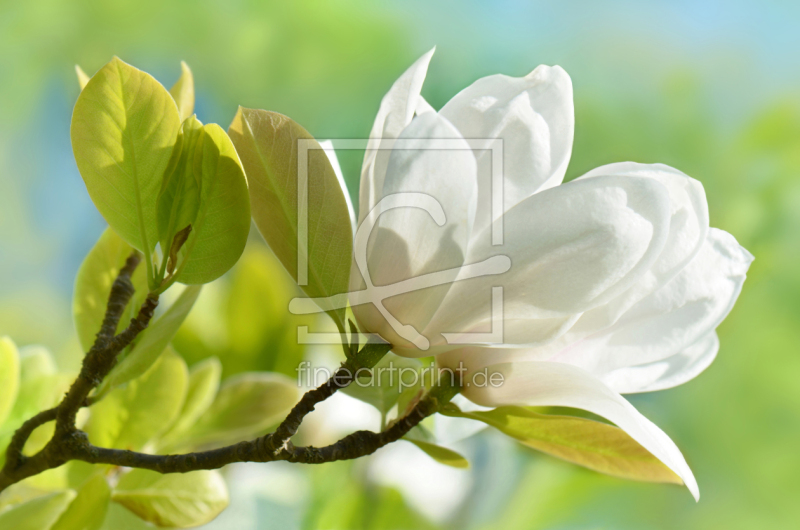 frei wählbarer Bildausschnitt für Ihr Bild auf Leinwand