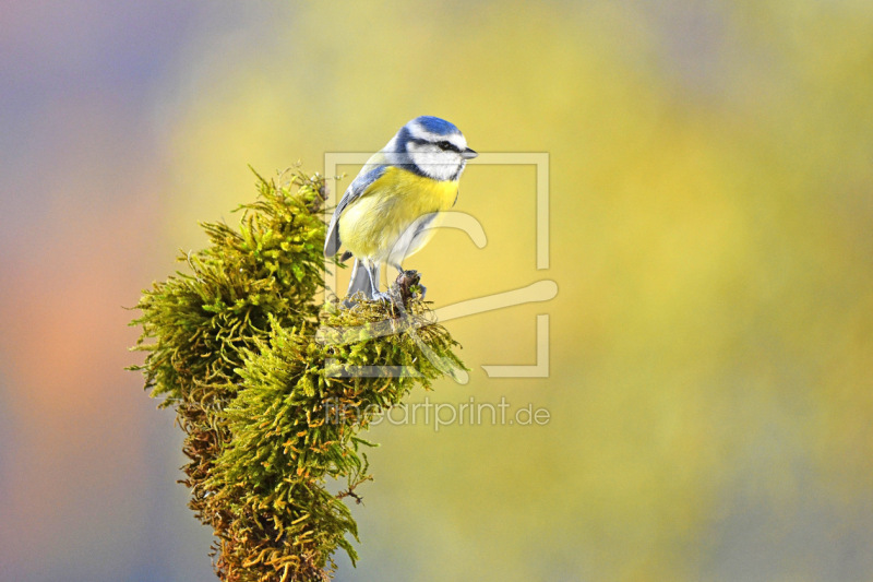 frei wählbarer Bildausschnitt für Ihr Bild auf Leinwand