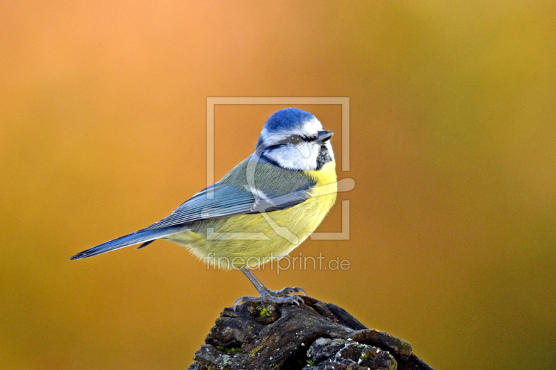 frei wählbarer Bildausschnitt für Ihr Bild auf Leinwand