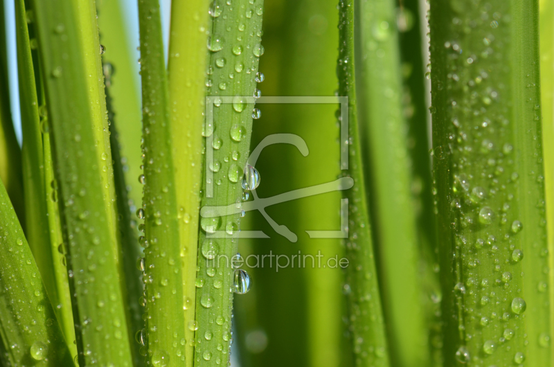 frei wählbarer Bildausschnitt für Ihr Bild auf Leinwand